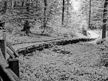 Photo de Espace Naturel Sensible de la Forêt d'Éperlecques
