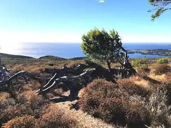 Photo de El Pi Solitari