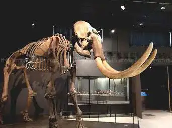 Photo de Zoological Museum, University Of Zurich