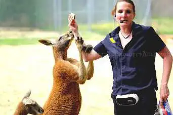 Photo de LE PARC AUSTRALIEN parc animalier intéractif