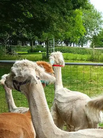 Photo de Pine Tree Alpacas