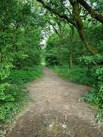 Plowman's Woods