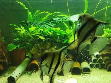 Photo de Aquario-Club
