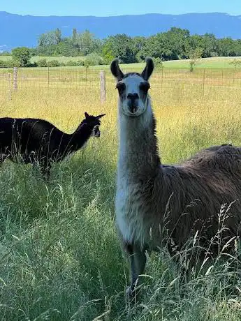 Photo de fairground farm Bonaventure 1246 Corsier