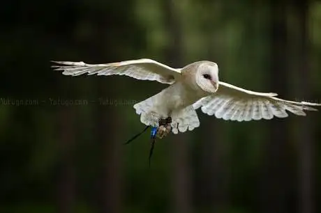 Photo de Go Active Falconry / The Bird Of Prey Centre - Falconry Experiences