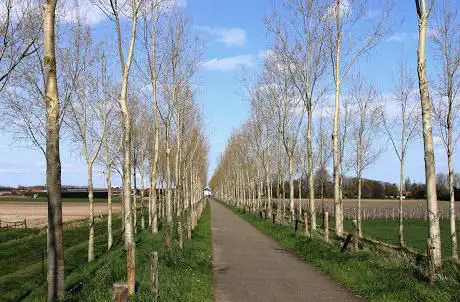Koningsdijk