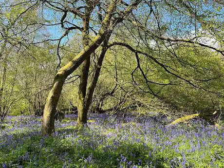 Photo de Narnia Trail (Banstead Woods)