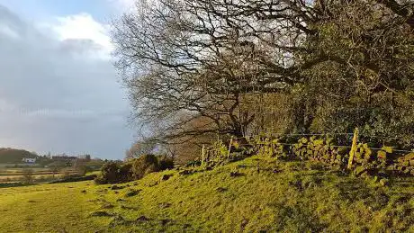 Bessalone Wood