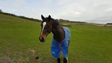 Photo de LG Equestrian