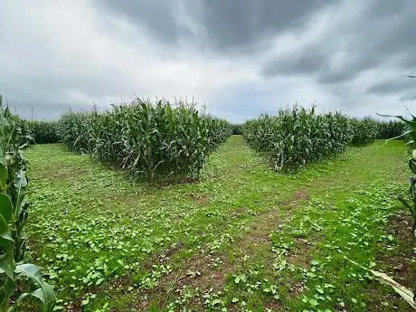 Green Lane Maize Maze