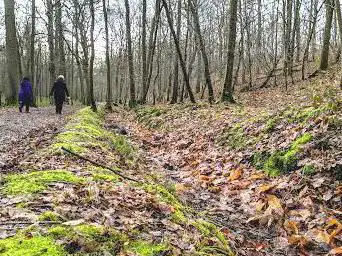 Photo de Forêt Départementale de Sainte-Apolline