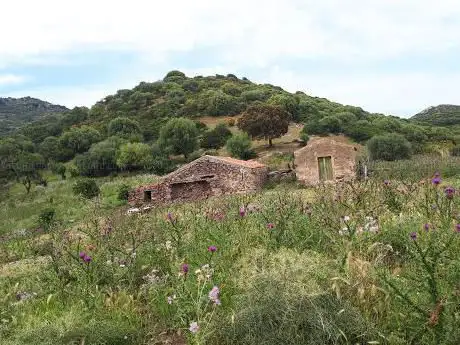 Coile Calchinadas