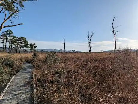 Photo de Meathop Moss Nature Reserve (with boardwalk)