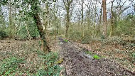 Magdalen Wood