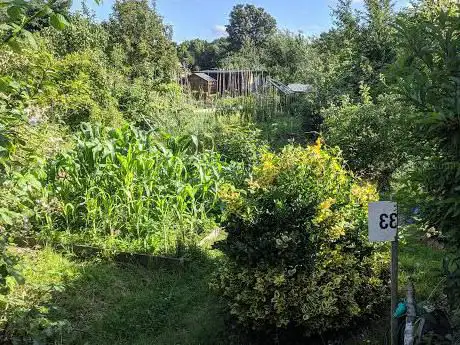 Photo de East Finchley Allotment