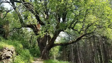 Photo de Quercia secolare