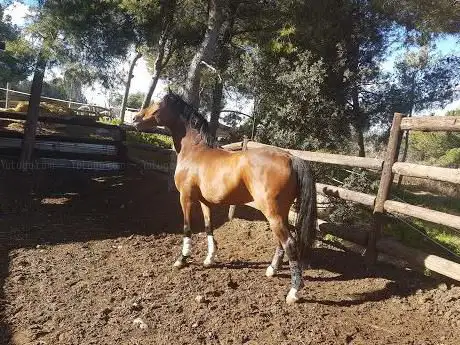 Photo de Maiol Golden Horse