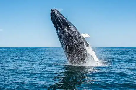 Photo de Down Cape Charters & Boat Rentals