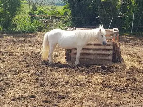 Poney Club des Ecuries du Saussay