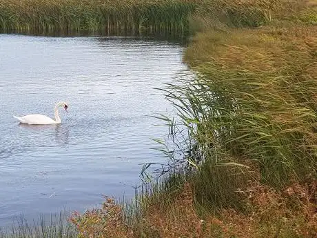 Gwithian Green Local Nature Reserve