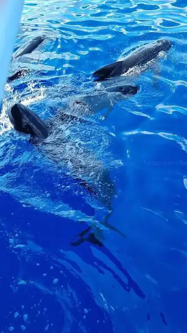 Photo de Whalewatch - GolfoParadiso Andora