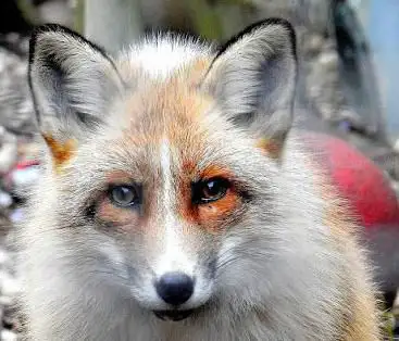 Photo de Ark Wildlife Park