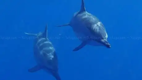 DUOCEAN les baleines et les dauphins à portée de palmes - Rendez-vous de St GILLES