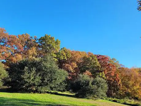 Photo de National Grove of State Trees