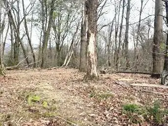 Photo de Boucle du Sentier forestier du Laring