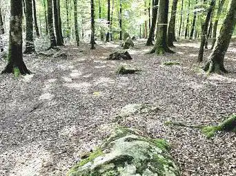 Cordon des Druides