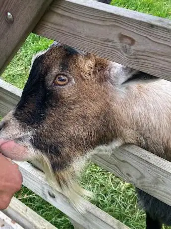 Photo de Caithness Animal Farm Park