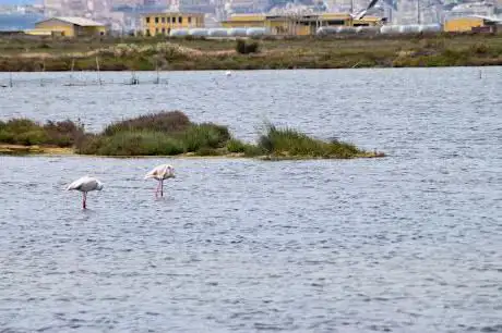 Laguna di Santa Gilla