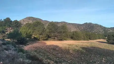 Photo de Pino del Llano
