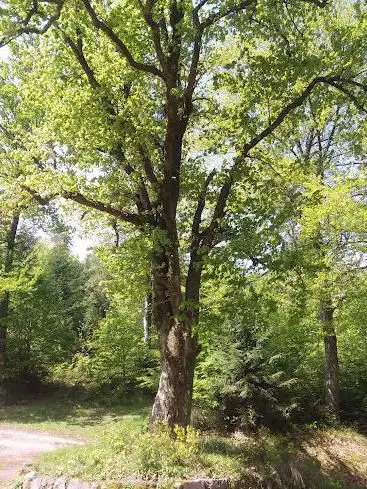 Photo de Naturdenkmal 