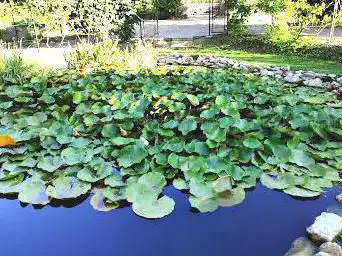 Photo de Jardins de Vassevin