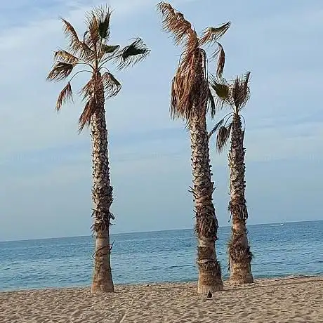 Photo de Calafell platja