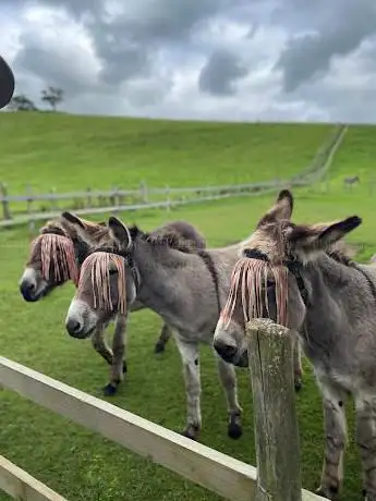 Donkey Walking Adventures