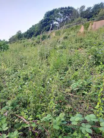 Clive Vale Local Wildlife Site