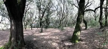 Photo de Bosco Speziale