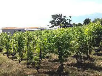 Hill Languedoc