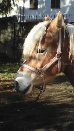 Centro Equestre Tenuta Madonna