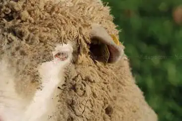 Photo de Ferme de la laine La Legend Du Mohair