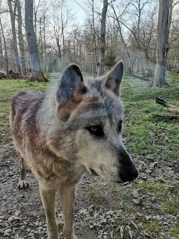 Photo de Parc animalier Ste croix