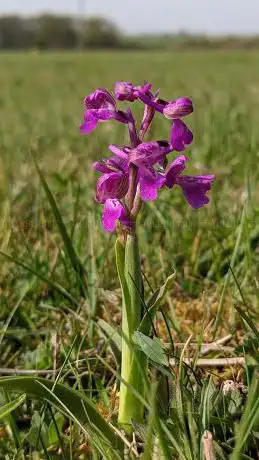 Photo de Asham Meads Nature Reserve