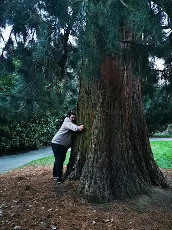 Photo de Giant Sequoia