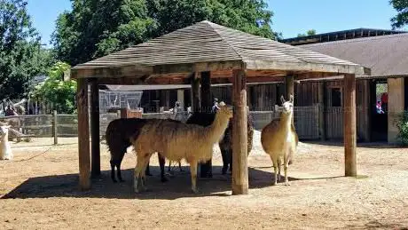 Photo de Llamas