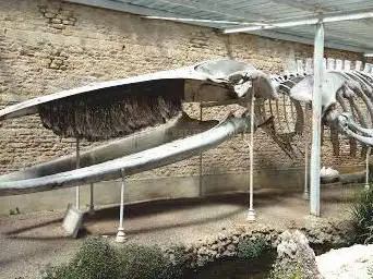 Photo de Maison de la Baleine