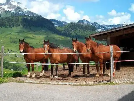 Photo de Reitbetrieb Schwendihof Fredi Näf