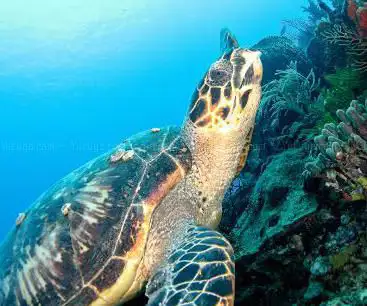 Photo de Eastern Caribbean Diving Limited