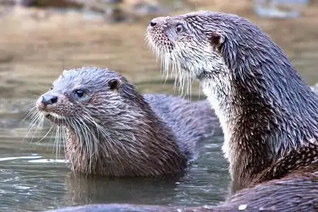 Foto de New Forest Wildlife Park